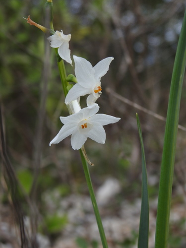 Narcissus papyraceus