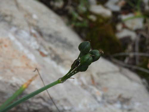 Narcissus papyraceus