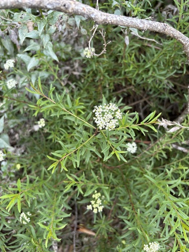 Platysace lanceolata observed 2025-05-05