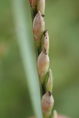 Urochloa subquadripara