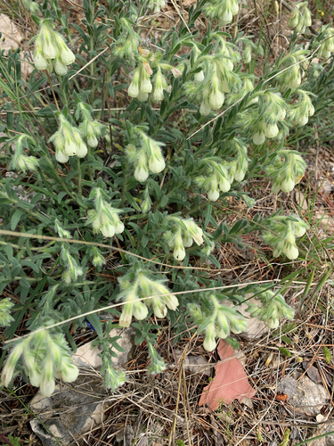 Image of Onosma echioides by (c) MartinHorák, some rights reserved (CC BY)