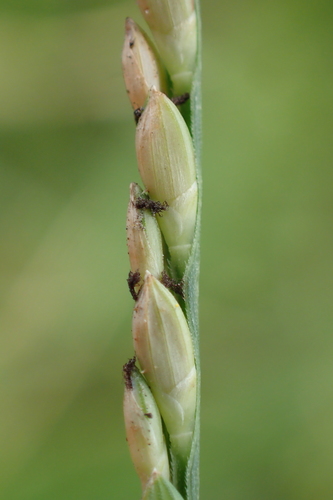 Urochloa distachyos