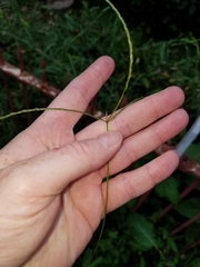 Digitaria sanguinalis