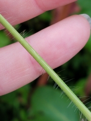 Digitaria sanguinalis