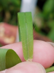 Digitaria sanguinalis