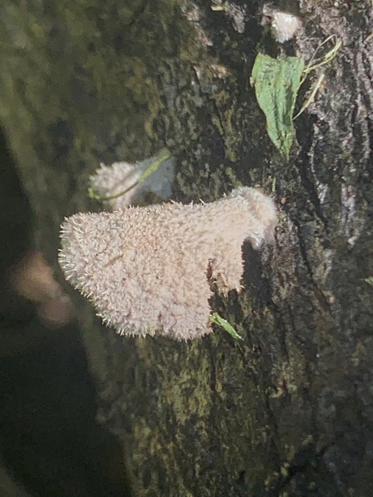 Schizophyllum commune · May 2025 · photo: © charlotte_sutton1 (iNaturalist, cc-by)