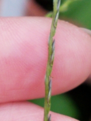 Digitaria sanguinalis