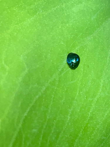 Photo of Steelblue Lady Beetle (Halmus chalybeus)