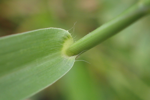 Urochloa distachyos