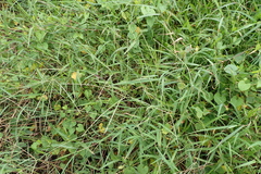 Digitaria heterantha