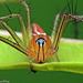 Lean Lynx Spider - Photo (c) Richard Ong, some rights reserved (CC BY-NC), uploaded by Richard Ong