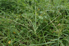 Digitaria heterantha