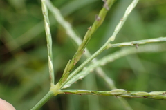 Digitaria heterantha