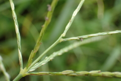 Digitaria heterantha