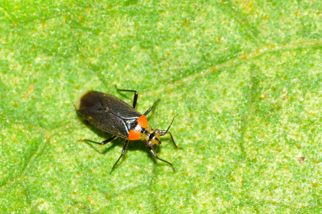 Sysinas linearis