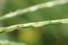 Digitaria heterantha