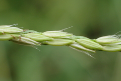 Digitaria heterantha