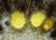 Kroenleinia grusonii