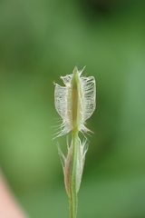 Digitaria heterantha