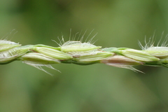 Digitaria heterantha