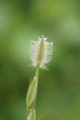 Digitaria heterantha