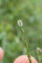 Digitaria heterantha