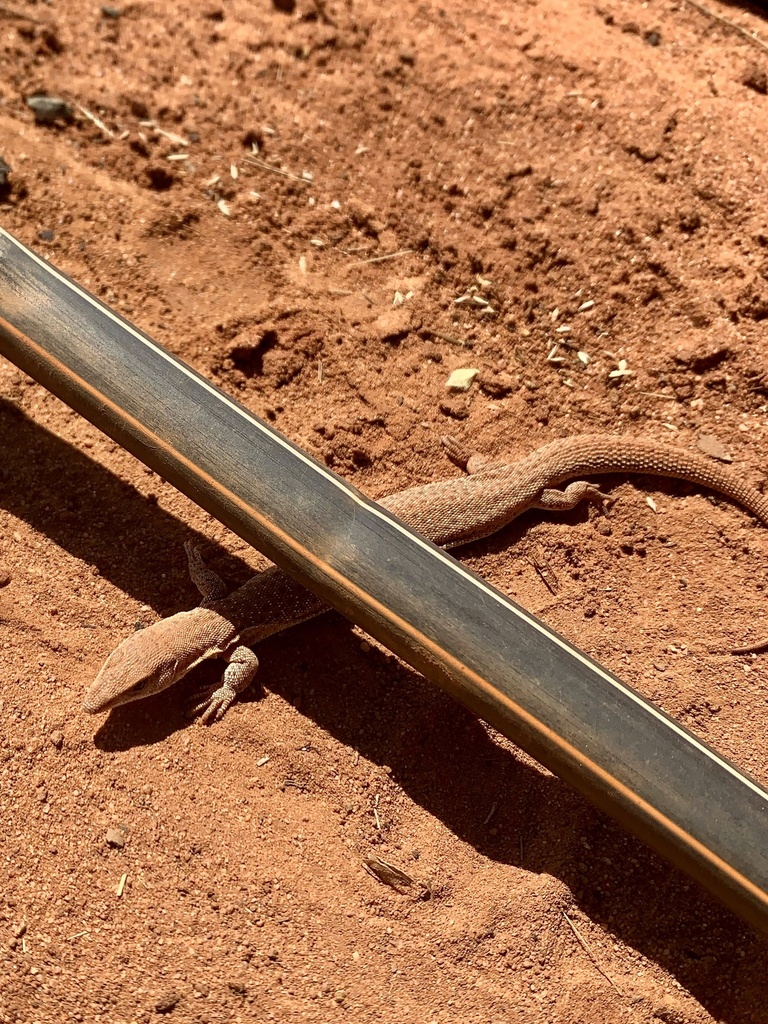 Dampier Peninsula Monitor photographed near Broome, WA(Varanus sparnus) © cmarquis - some rights reserved