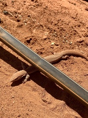 Dampier Peninsula Goanna photo 3