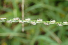 Digitaria heterantha