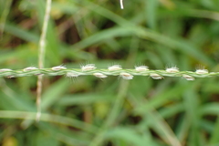 Digitaria heterantha