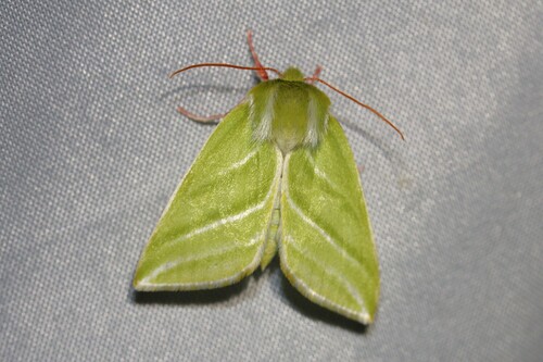 Green Silver-lines photo 3