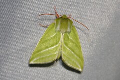 Green Silver-lines