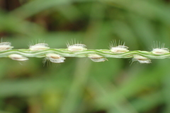 Digitaria heterantha
