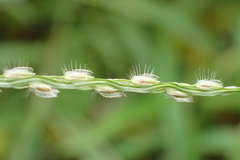 Digitaria heterantha