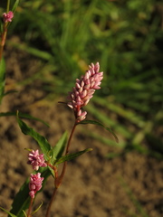 Persicaria segetum