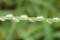 Digitaria heterantha