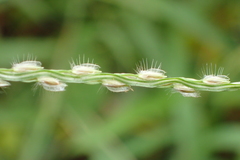 Digitaria heterantha