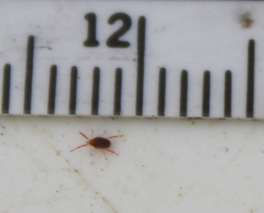 Erythraeoidea