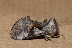 Syngrapha epigaea