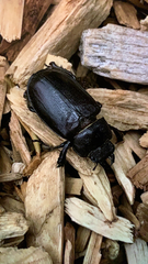 Lucanus mazama