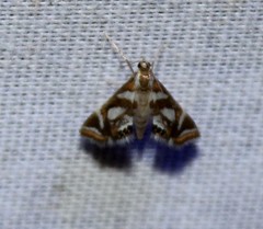 Chrysendeton medicinalis