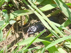 Pasimachus californicus