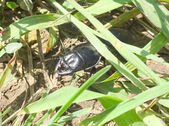 Pasimachus californicus