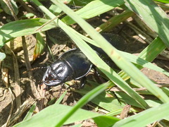 Pasimachus californicus