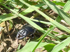 Pasimachus californicus