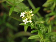 Galianthe bogotensis