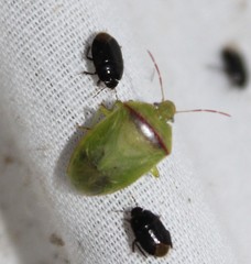 Piezodorus guildinii