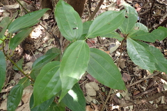 Cinnamomum osmophloeum