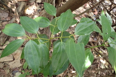 Cinnamomum osmophloeum