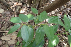 Cinnamomum osmophloeum